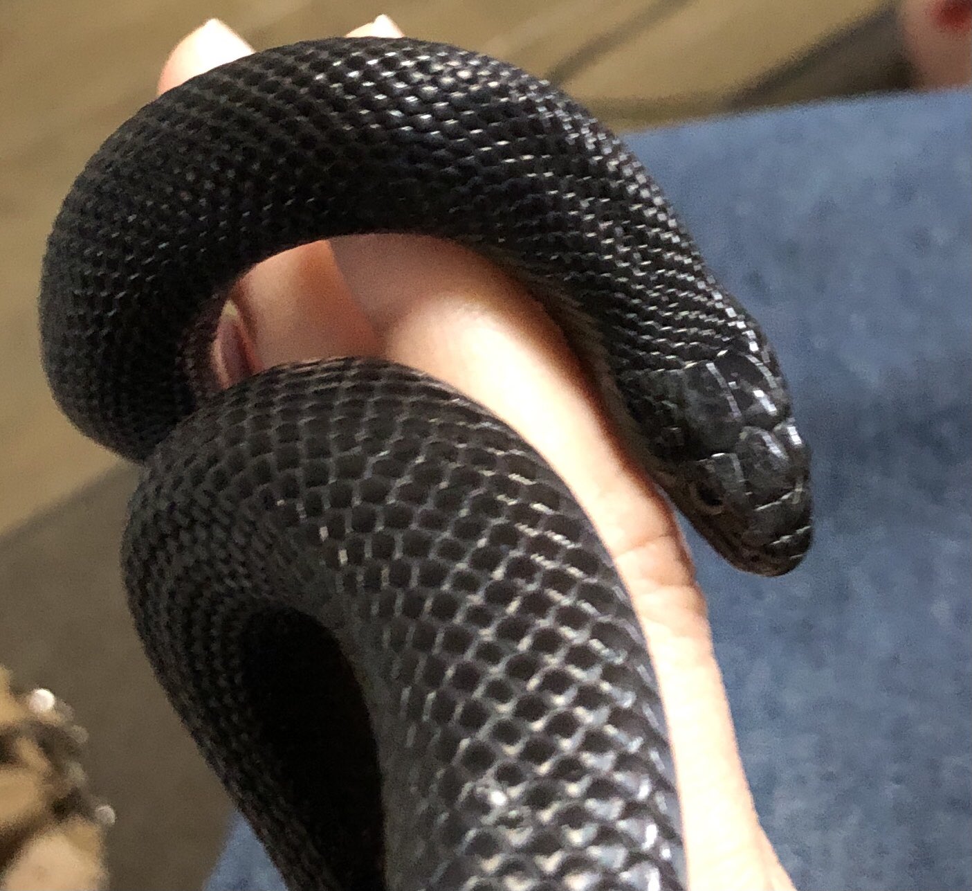 とも ケージの掃除ついでにハンドリング 上目遣いで睨まれたものの 大人しくしてます 緊張しているのか 親指にギュッと絡めてきて可愛い T Co Nov143m017 Twitter