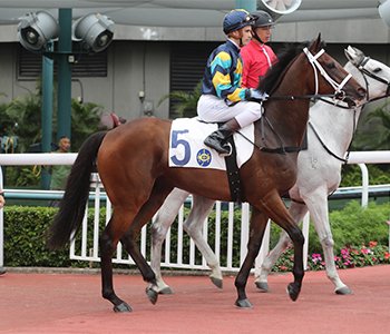 NZTM_TWEET's tweet photo. In Hong Kong the New Zealand bred #LadyFirst (7g Zacinto-Avoid) has won tonight. Previously known as Sidestep when racing in New Zealand for @jencampinltd1. He was sold by @InglewoodStud at the 2015 @KarakaChat Select Sale for $15,000 #VisitInvestWin https://t.co/Jz6I3SPBuU