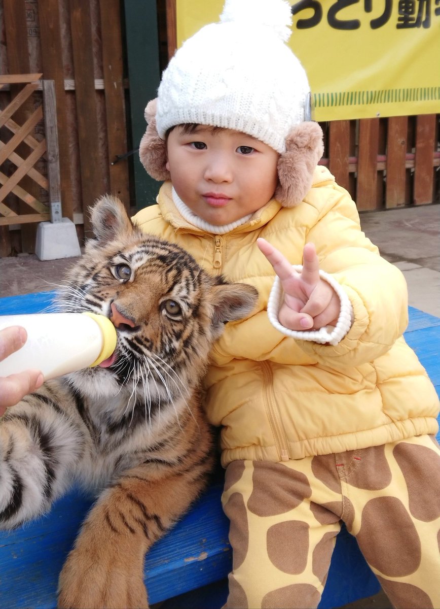 Hashtag トラの赤ちゃん Sur Twitter Hashtag トラの赤ちゃん Sur Twitter