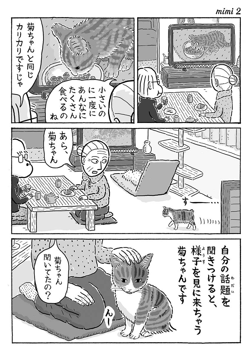2ページ猫漫画「はや耳菊ちゃん」 #猫の菊ちゃん 