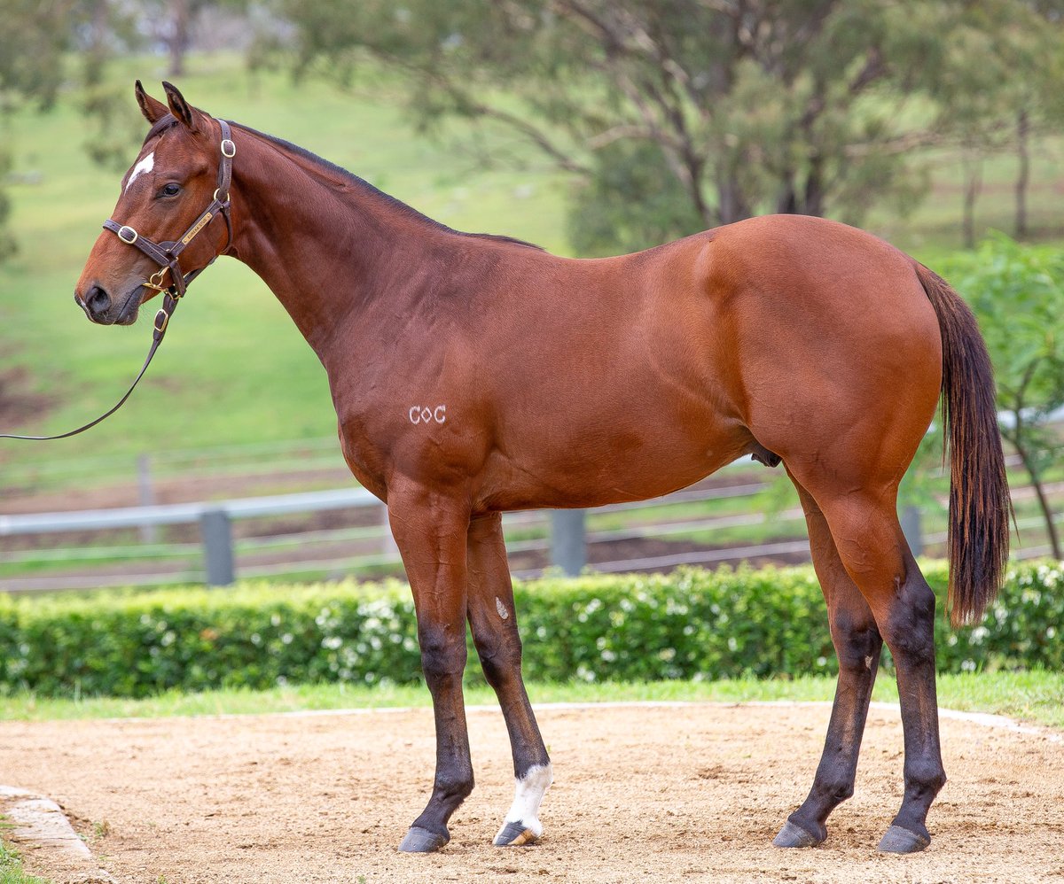 Congratulations to <a href="/AramcoRacing/">ARAMCO RACING</a> for purchasing this rocket shaped Spirit of Boom colt out of Tiyatrolani for 500k (lot 898) <a href="/mmsnippets/">Magic Millions</a> 🚀 We hope to see him contesting the big race back here in January next year!