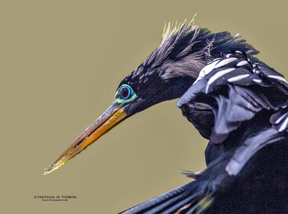 smartwoman123's tweet photo. Breeding colors. #birds #anhinga #breedingcolor #canonphotography #BirdTwitter https://t.co/7YvA7o8su7