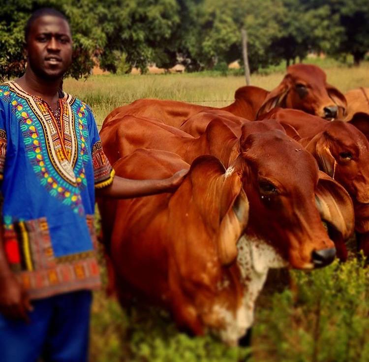 Last night we had an online cattle fattening discussion where our Livestock Tech Director  @Bubanpotok gave a very informative presentation to our farmers. Below are some of the nuggets sharedTHREAD #RimaSomething  #DangaManagement