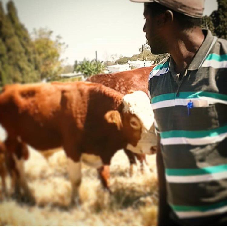 Last night we had an online cattle fattening discussion where our Livestock Tech Director  @Bubanpotok gave a very informative presentation to our farmers. Below are some of the nuggets sharedTHREAD #RimaSomething  #DangaManagement