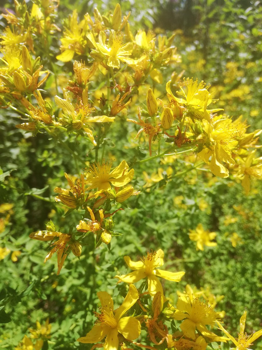 OccEpiphany's tweet photo. Ours is a healing love
Easing the aches and
Battlescars
We still get burnt on cloudless days
Sunshine yellow is
Nauseatingly sweet
For you, I'd cross a river https://t.co/fPocoDeVgY