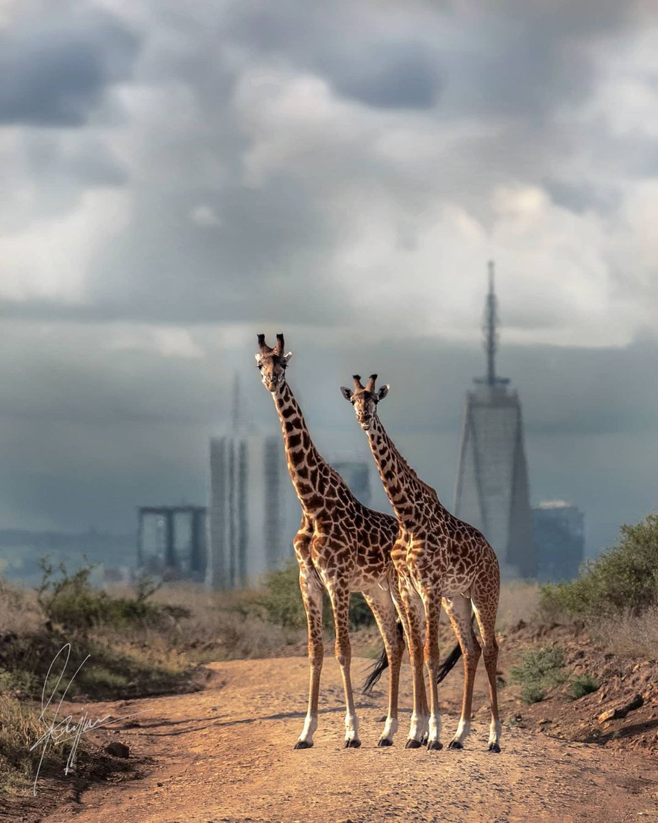 kenyapics's tweet photo. Only in Kenya. Nairobi National Park. Wildlife is something which man cannot construct. Once it is gone, it is gone forever. Man can rebuild a pyramid, but he can't rebuild ecology, or a giraffe. Photo by Darshit Gajjar https://t.co/albbppLf4f
