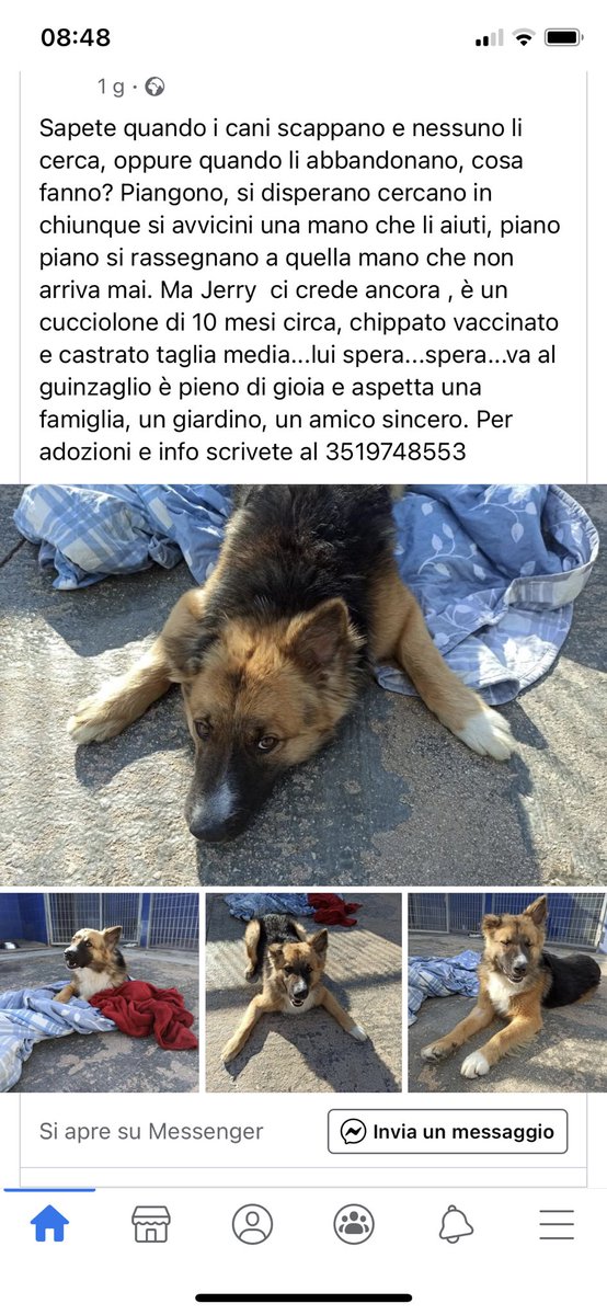 myloverismalik's tweet photo. Vi chiedo solo di condividere, affinché una buona anima non decida di adottare ❤️🙏🏻 https://t.co/ae49AVPa0i