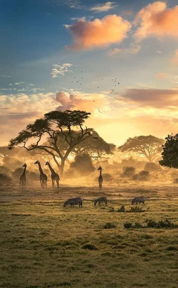 Meanwhile in Zimbabwe 🇿🇼 Africa