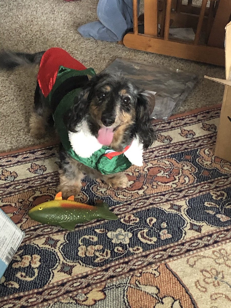 JC_Woodring's tweet photo. Here’s my little elf, Johann, with his Christmas Fish. 😍 #Dachshunds https://t.co/qFkPplsrgl
