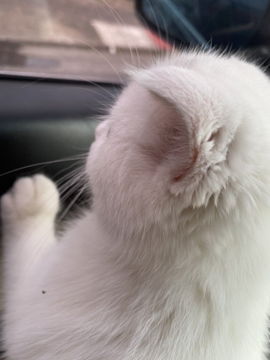 วันนี้ป่ะป๊าพาออกไปเที่ยวใช่มั้ยคะน้องโน่🤍🐱