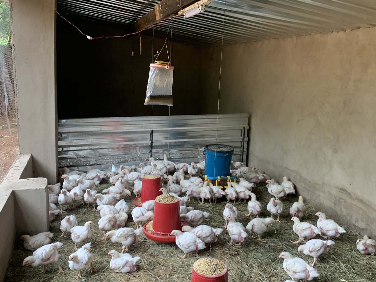 tchikomba74's tweet photo. Live/Dressed Chickens for sale at $5 per bird. Contact:+263719002002 for all orders 🚚📦 #RedMarketSunday @redmarketsunday @iMisred #farmtotable #youthinagriculture https://t.co/ZhWV436e6y