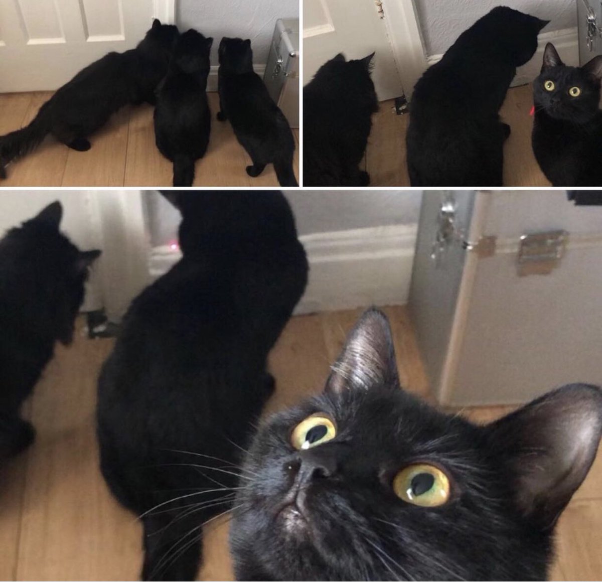 3catshapedblob1's tweet photo. Recent studies have shown, 1 in 3 cats know exactly where that red dot comes from!🐈‍⬛🖤🐾 #reddot #blackcats #blackcatsarethebest #blackcattrio #blackcatlovers https://t.co/NLR7iZNxwd