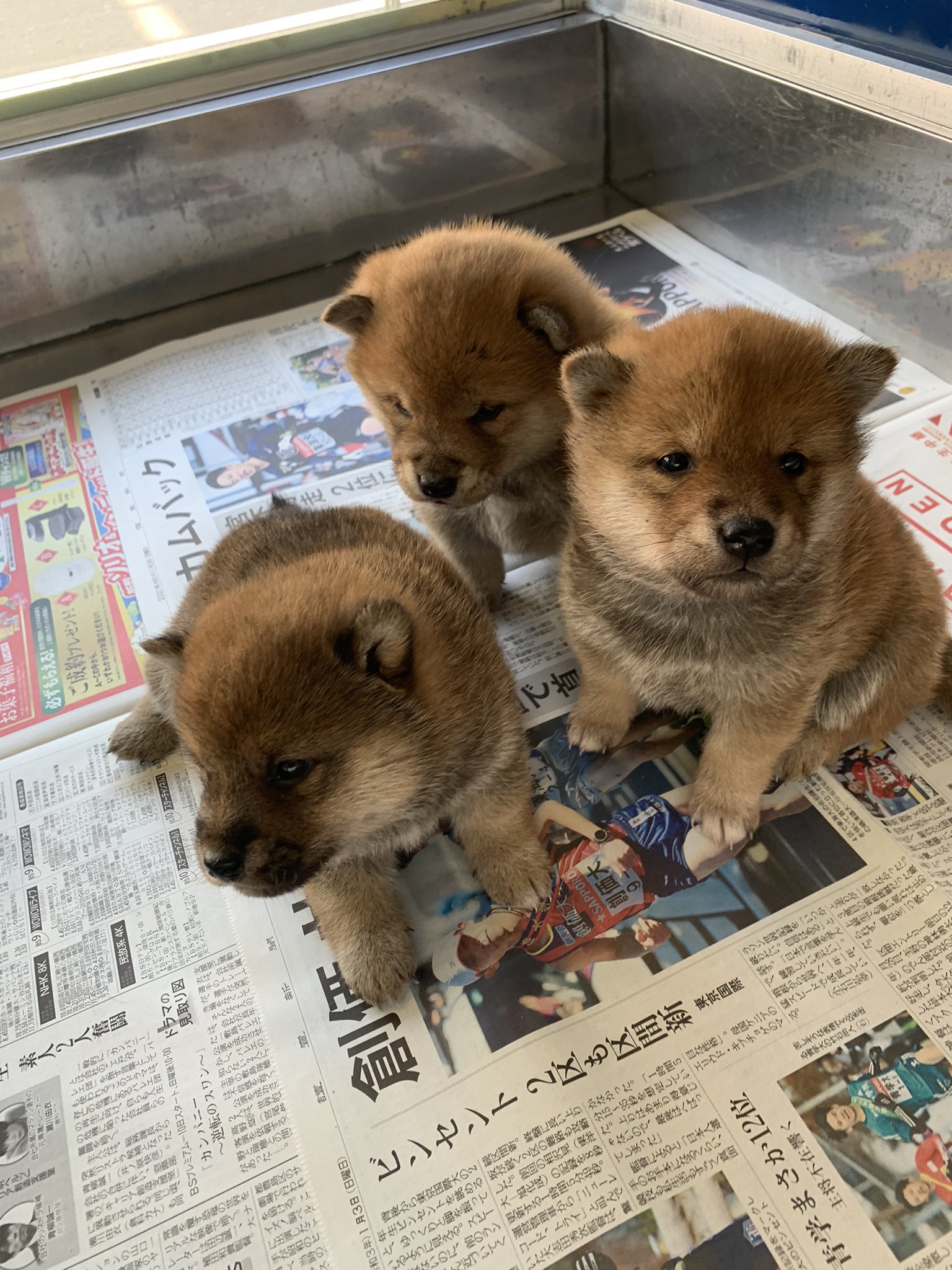 柴犬専門店 横浜 自家繁殖 Twitterren 赤ちゃん産まれてます 坂下ペットセンター 柴犬専門店 柴犬 黒柴 仔犬予約 神奈川 横浜市 上大岡 T Co Gybqxiq122 Twitter
