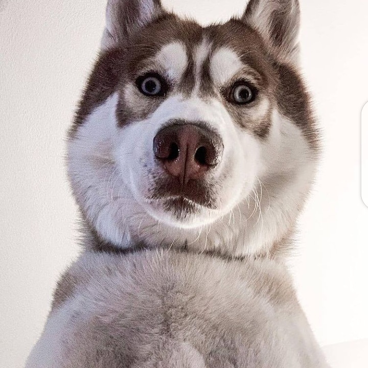 Husky_992's tweet photo. siberianhusky #husky #dogsofinstagram #huskylove #dog #huskylife #huskypuppy #huskiesofinstagram #huskies #huskygram #huskylovers #dogs #puppy #huskynation #huskyworld #huskyphotography #dogstagram #instadog #instahusky #siberianhuskypuppy #huskyofinstagram #doglover https://t.co/Zxyxz7p0Bm