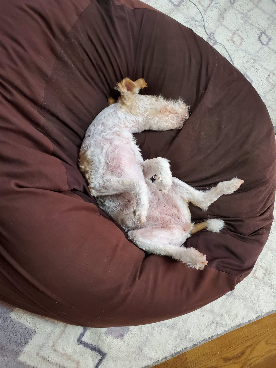 Win 人をダメにするソファならぬ 犬をダメにするソファ 夏 動物 愛犬 犬 テリア ワイヤーフォックステリア 甘えん坊 シニア犬 犬好きと繋がりたい 犬のいる暮らし いぬのきもち Cutedog Dog Wirefoxterrier Terrier Pet T Co