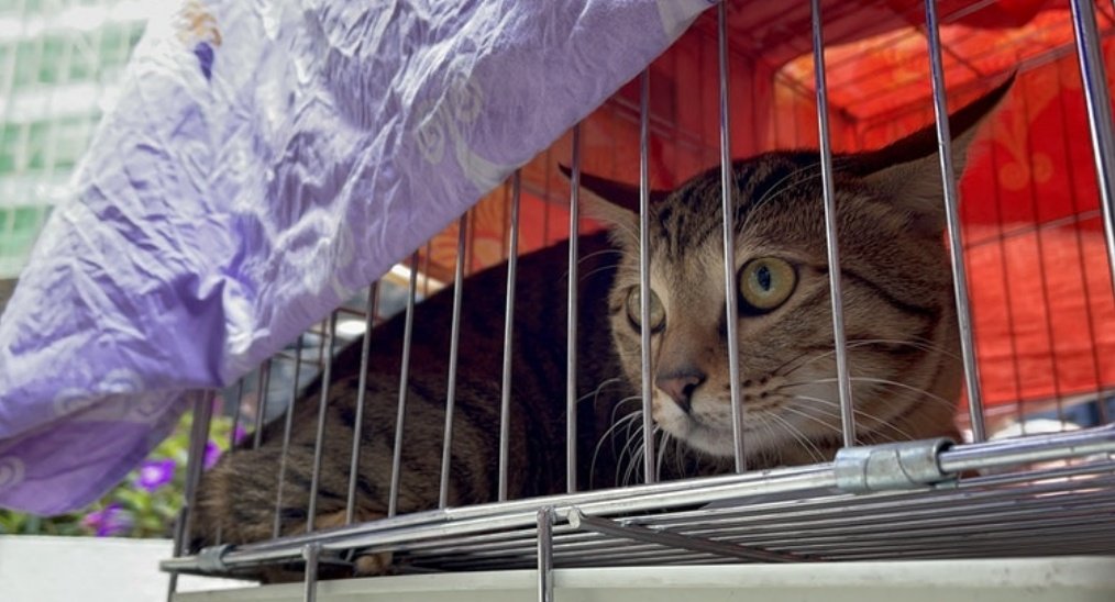 Lily being returned to Meher and Wayazer, who own the grocery store