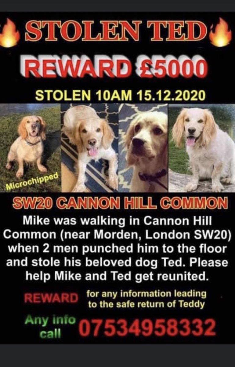 FindTedSW20's tweet photo. 🔥 TED IS STILL MISSING 🔥            Had a few message regarding miss information that he’s been found. This isn’t the case and we are still sharing his face as much as possible to get the word out there. #bringtedhome https://t.co/1LwNOyzvs4