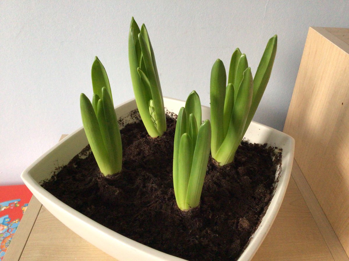 HowellsGb's tweet image. Hyacinths are on their way to Spring!