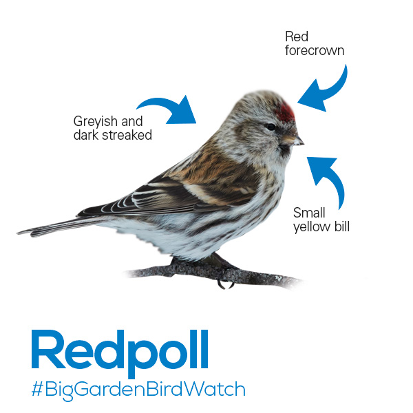 Don't know your redwings from your redpolls? Seen a garden visitor you don't recognise in your #BigGardenBirdWatch practise sessions? (We all have them...) Why not give our bird identifier a try! bit.ly/IdentifyABird 🐦👀🏡