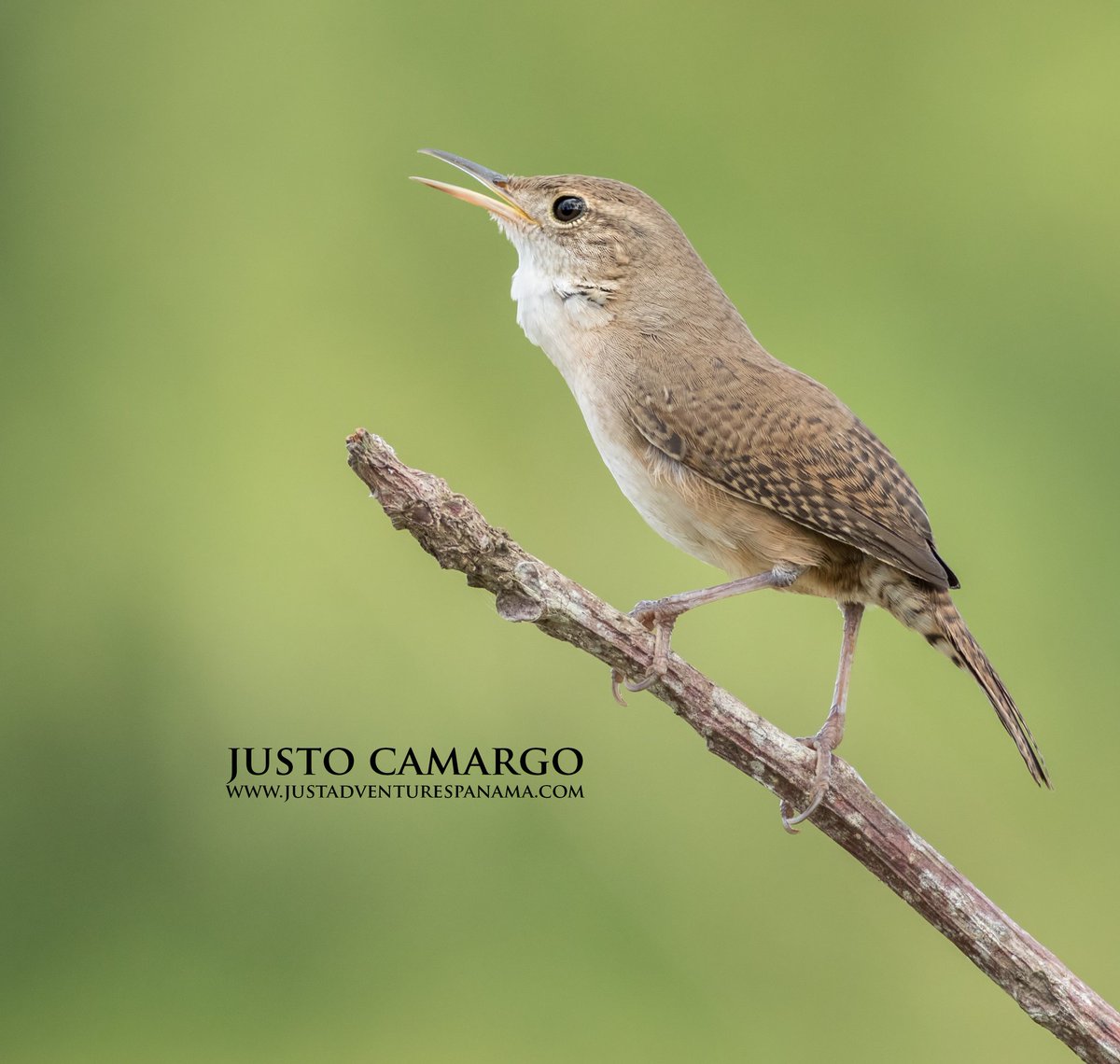 justadventuresp's tweet photo. #DidyouKnow House Wrens are one type of songbird that utilizes
vocalization for many different functions among the different stages of reproduction. Learn more at https://t.co/Yw4hW8nBdp
#EarthCapture #Panama #nature #StayinAndExplore #birds
Buy Prints https://t.co/GkhUFqlDwu https://t.co/Vtel6Dna8T