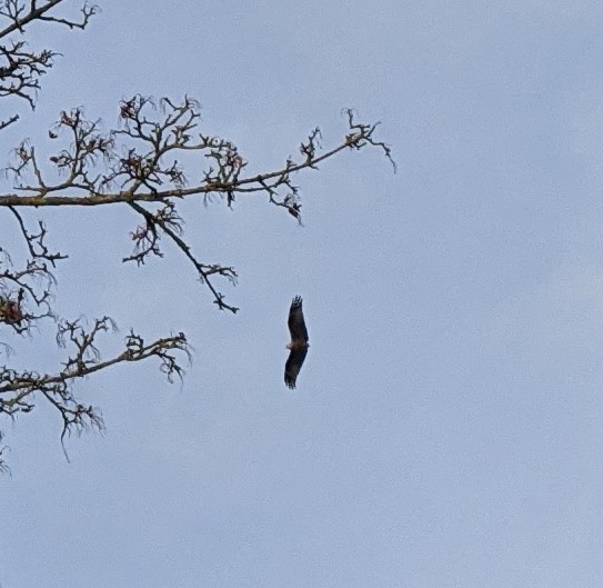 NotCombustible's tweet photo. #birdwatching twitter! (Especially @Suzy_Bee of @CasualBirderPod!) Any idea what this bird is? It's massive! We can't figure out if it's missing its tail! #identifybird #birdofprey https://t.co/SUQKzZctnc