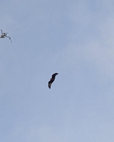 NotCombustible's tweet photo. #birdwatching twitter! (Especially @Suzy_Bee of @CasualBirderPod!) Any idea what this bird is? It's massive! We can't figure out if it's missing its tail! #identifybird #birdofprey https://t.co/SUQKzZctnc