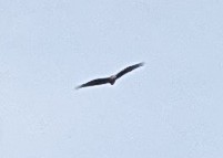 NotCombustible's tweet photo. #birdwatching twitter! (Especially @Suzy_Bee of @CasualBirderPod!) Any idea what this bird is? It's massive! We can't figure out if it's missing its tail! #identifybird #birdofprey https://t.co/SUQKzZctnc