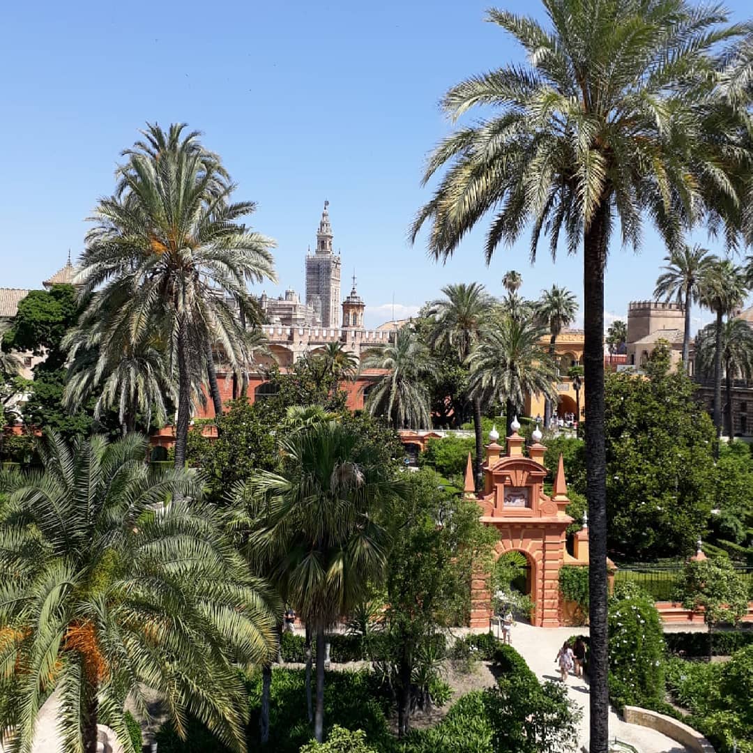 SevillaAlcazar's tweet photo. Alfonso Álvarez de Villasandino describía así a principios del siglo XV los jardines del Real Alcázar: “Vuestro Alcázar es llamado; Vergel de muy gran folgança; Donde amor fue coronado; E floresce su alabanza; Y así siguen luciendo hoy. Imagen M. Santos https://t.co/nMGQCN4jL9