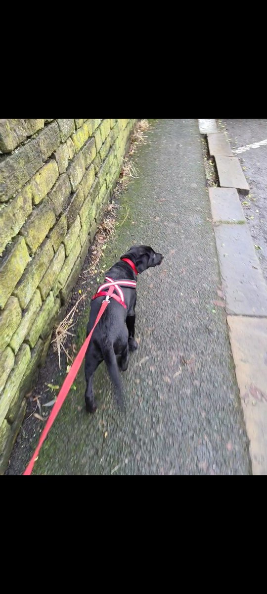 Back to training for my fundraiser after a wee break! Great 4 miles with the best company (family members pup 🐶❤) 

#TeamMND 💙🧡 justgiving.com/fundraising/vi…