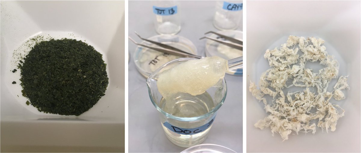 #Alginate is a natural chemical found in #kelp with distinct applications depending on its composition. With researchers at @NTNUnorway, I extracted and characterized alginates from different #ecomorphs of giant kelp - the precipitation step is like spinning cotton candy!