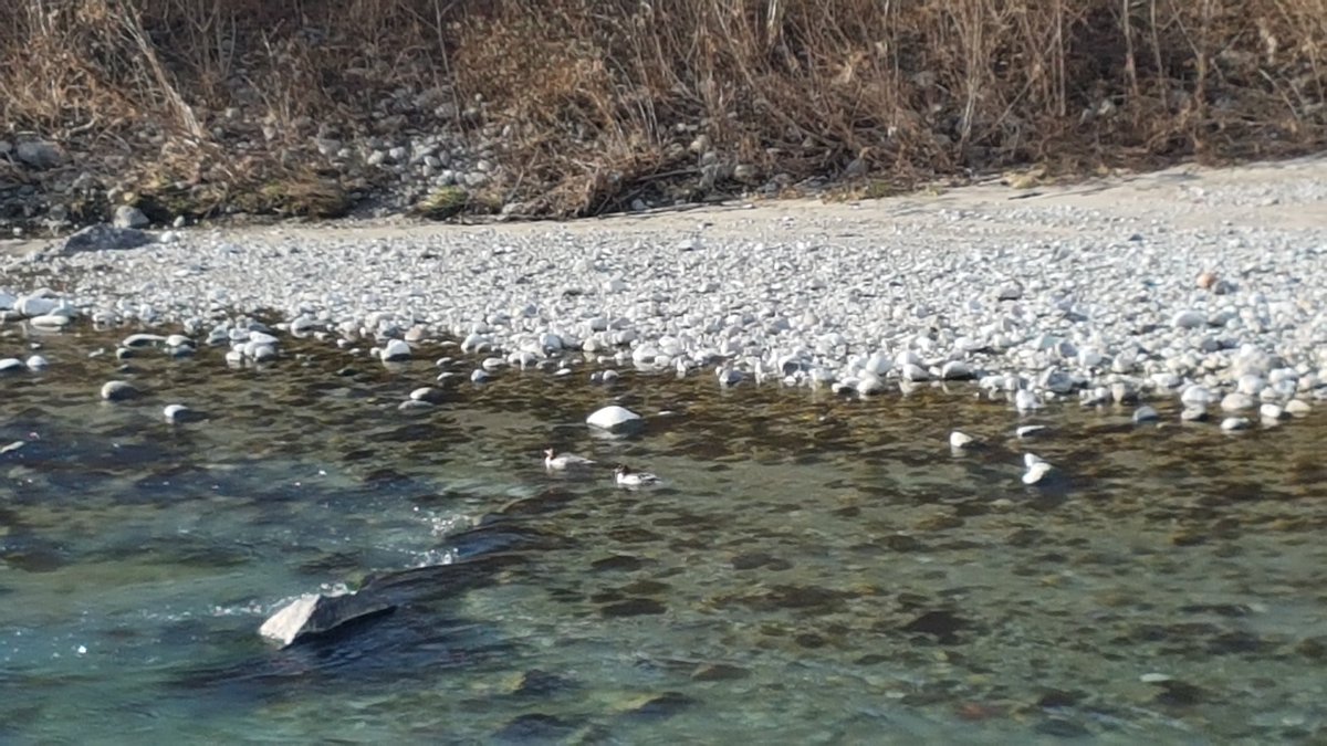 nandofnt's tweet photo. A sinistra, sulla sponda opposta. Le vedete? Due 🦆🦆 si lasciano trasportare dalla corrente. Le guardo, le saluto e un po' le invidio 👋 https://t.co/wNCBw0q4wU