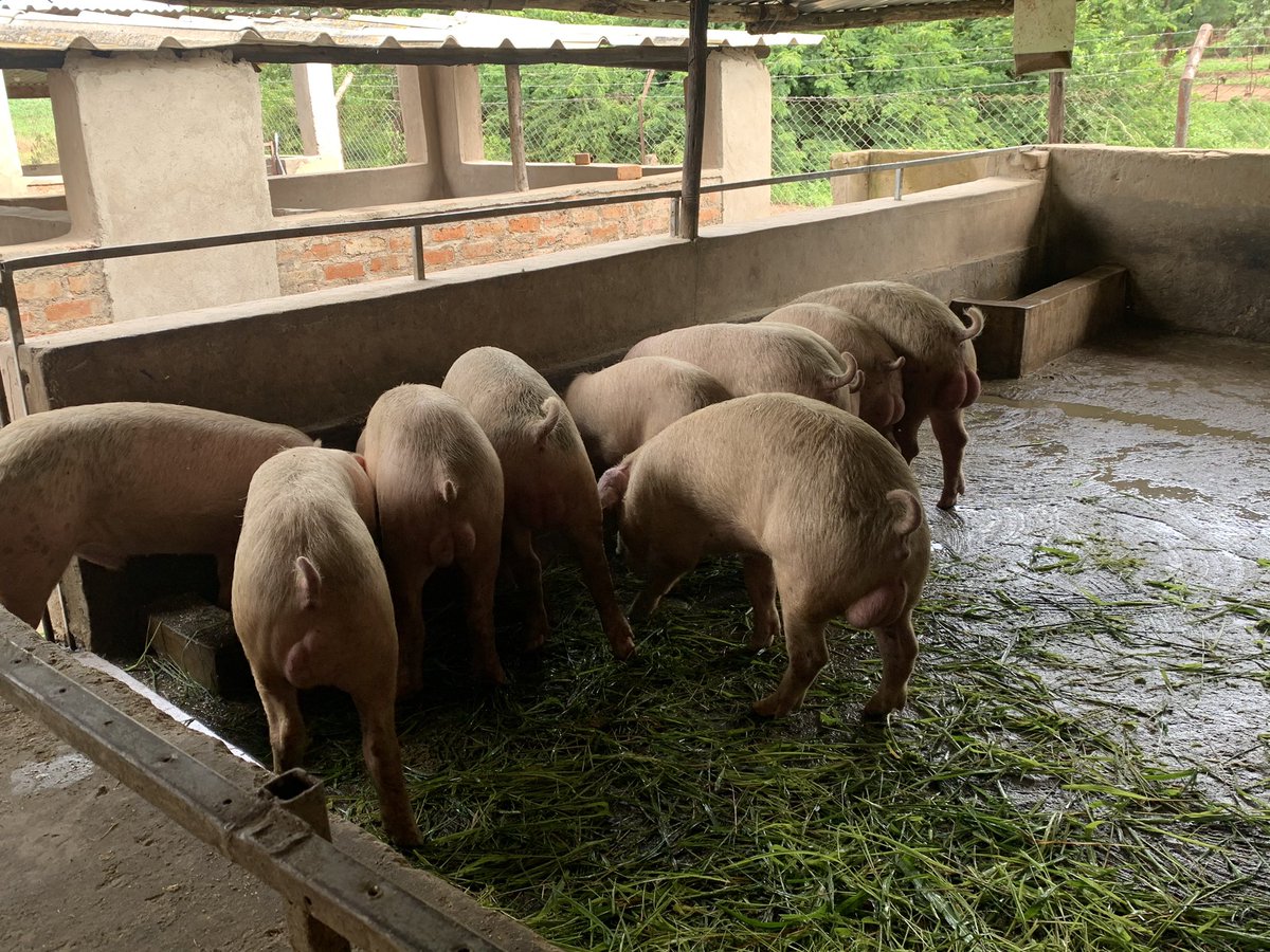 tchikomba74's tweet photo. Quality Pork Meat for Sale at $4.50kg , special cuts available, prices will vary. 🚚📦 Contact:+263719002002 for all orders #RedMarketSunday @redmarketsunday @iMisred #farmtotable #youthinagriculture #grainandgreens #farming 🇿🇼 https://t.co/WfWinNtlRS