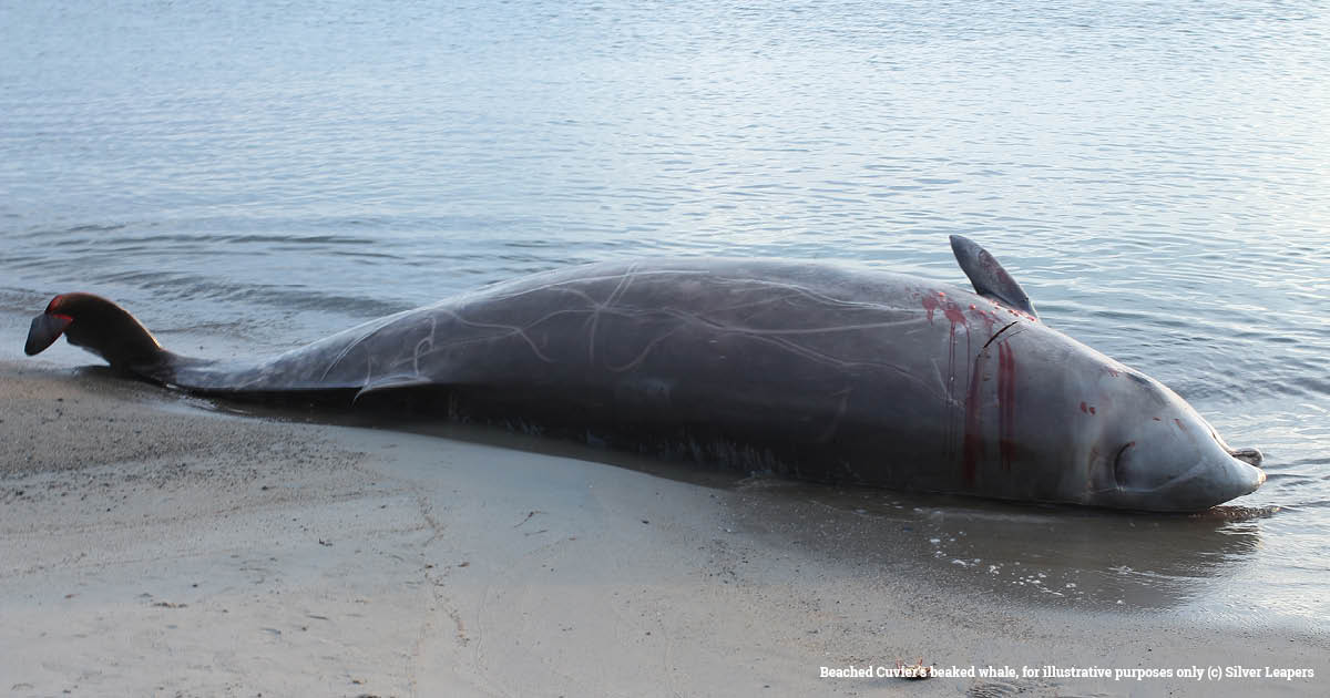 EIA_News's tweet photo. Left stranded: US military #sonar linked to #whale beachings in #Pacific, say scientists

https://t.co/y7mJ9I9EEe https://t.co/HGACAddFY2