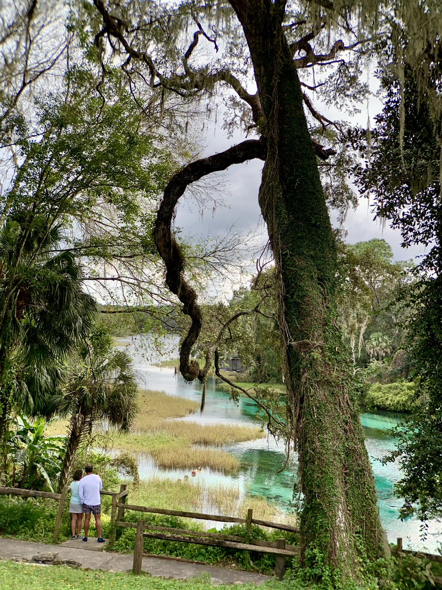 “...each time we cast our view toward distances that have not yet been touched, we transform not only the present moment and the one following but also alter the past within us.”
- Rainer Maria Rilke

Please click to view. 

#view #PhotoOfTheDay #RainbowSpringsStatePark #Florida