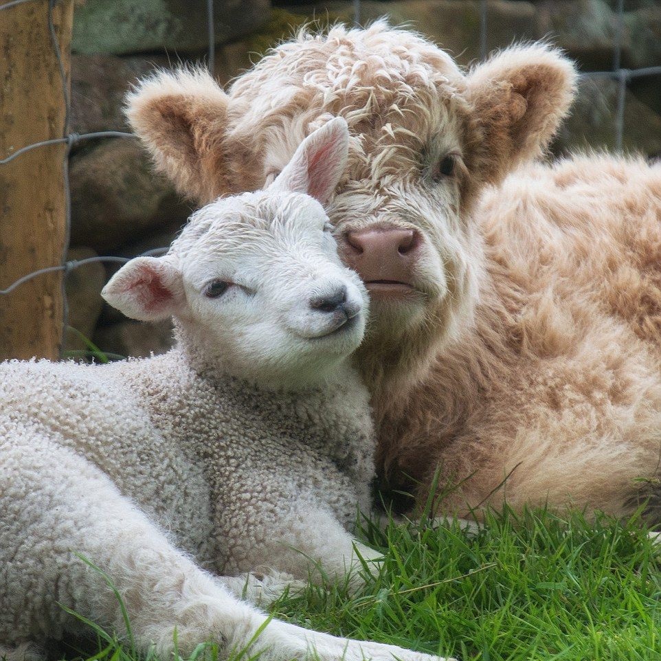 EveryDayCows's tweet photo. Fren https://t.co/xTRDCNklhi