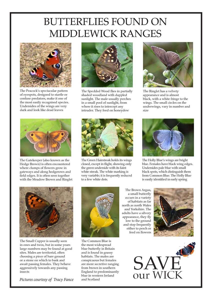 SaveRanges's tweet photo. Middlewick Ranges and some of the small Species found and comfirmed living on the ranges over a year. #greenspace #wildlife #nature #mentalhealth #instects #Butterflies https://t.co/0WBq0sjjrh