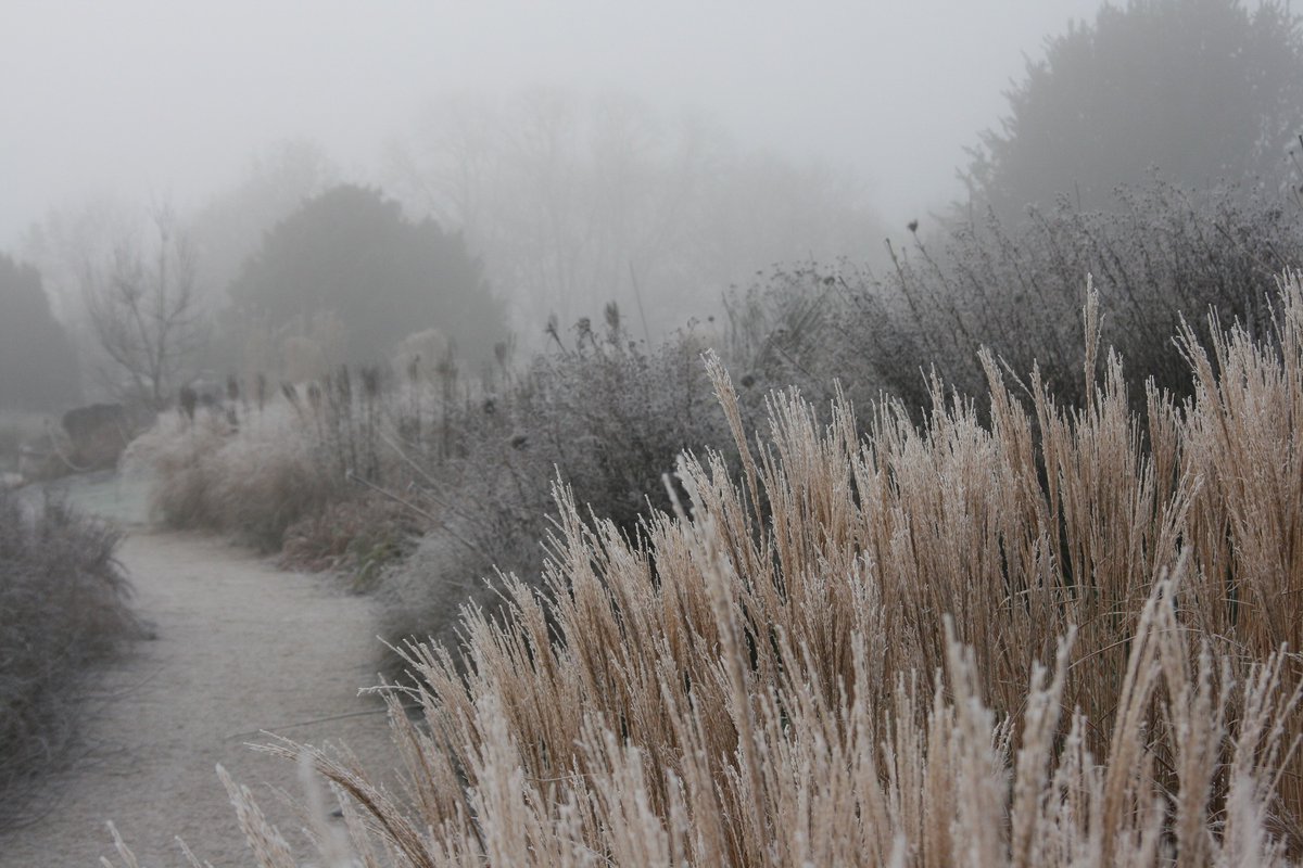 AmericanMuseum's tweet photo. WINTER LUSH
#WinterInTheGarden #Frosty #GreySky #Dreamscape #Layers #WinterColour #LoveBath #BathInWinter https://t.co/Cu5Ye8BNda