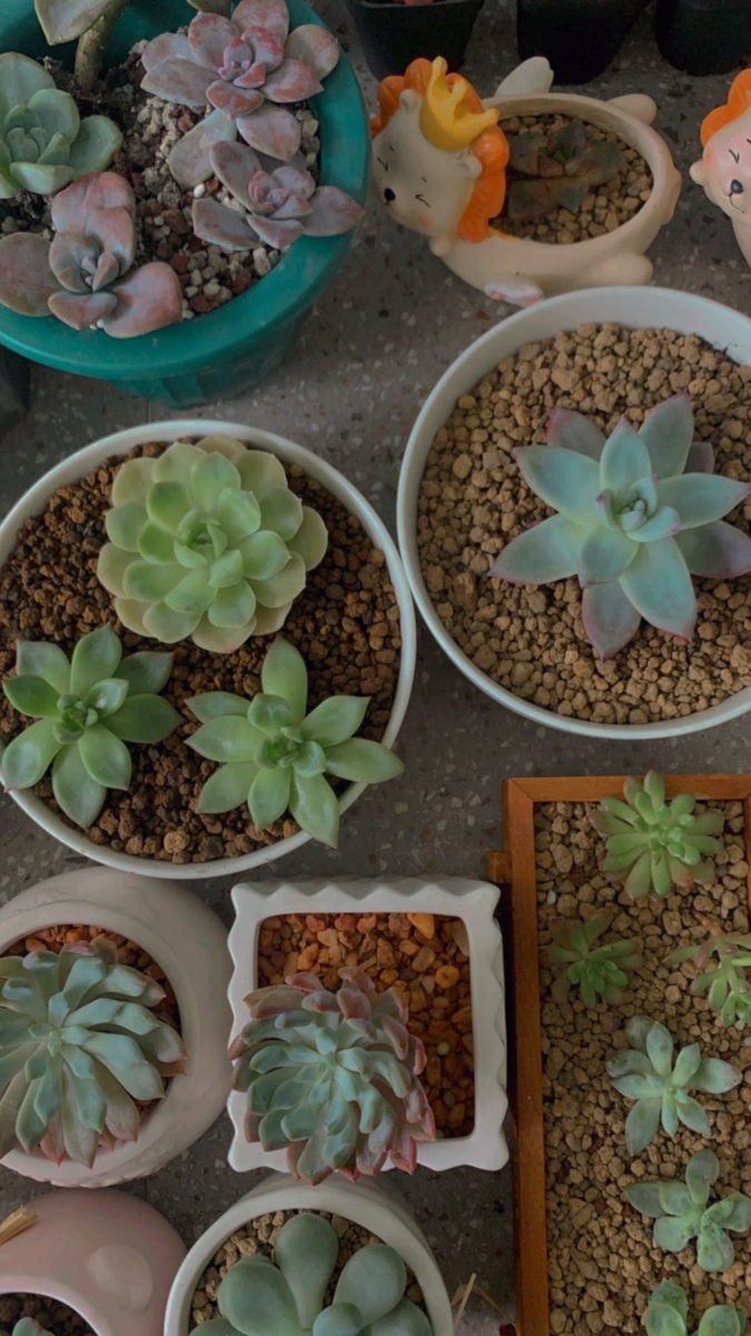 LittleLotph's tweet photo. Succies Sunday https://t.co/I6SLe9swa1