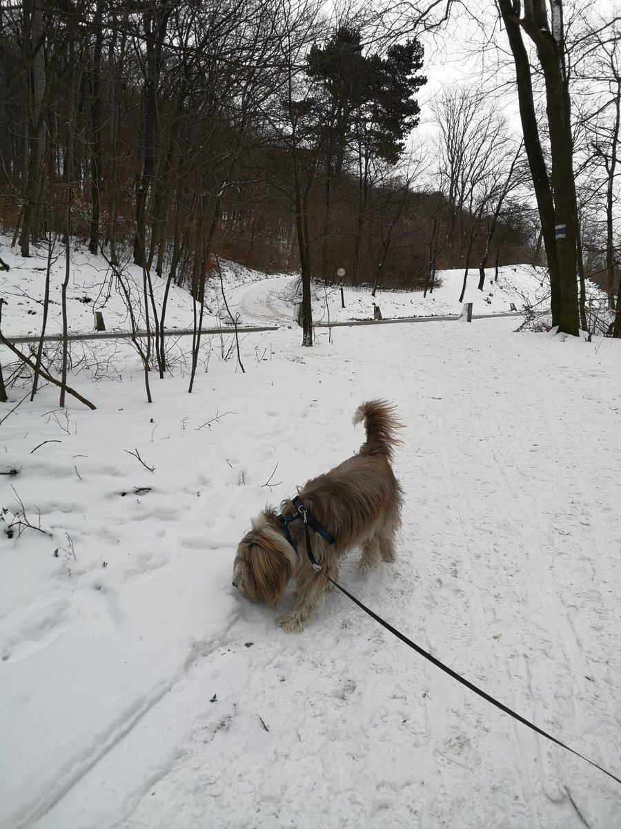 dexterS_i's tweet photo. #Vienna has first #snow this season https://t.co/CSKl2WoTBa