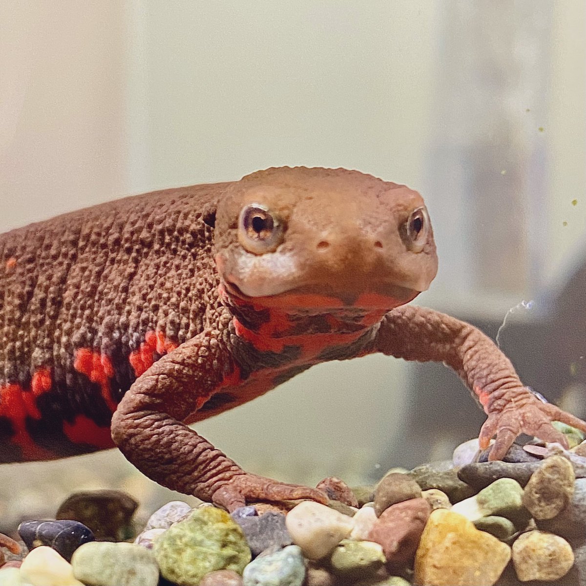 ナ オ 卜 モ 水カビ病とかだと困るけど 見たところ単に脱色してるだけに見えるのよね これも皮膚病なのかしら まあ今はとても元気だし 食欲も人の手かじって離さないくらい旺盛なので 暫く様子見ますわ