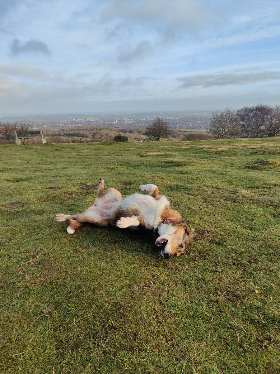 amydeborgie's tweet photo. Good morning friends from Beacon Hill #mylocalarea https://t.co/80jH9guMYh
