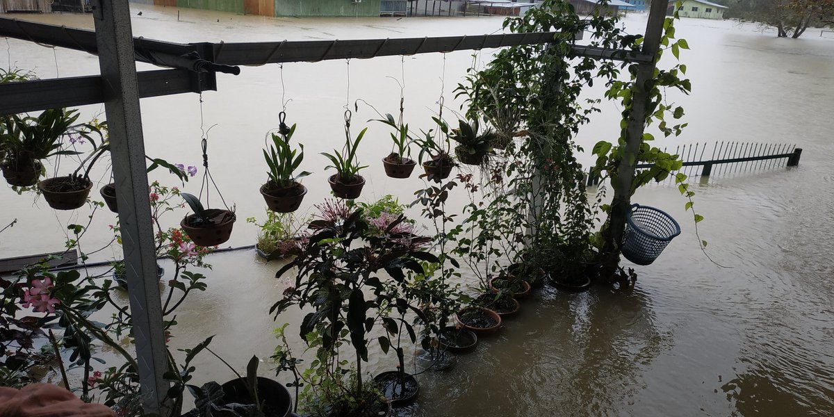 Our house is probably around 2.1m tall but even so with that height the flood almost reached our house now. Most of the houses in our village are stilt houses yet the water still can enter imagine the water level! 2m and counting looking at the nonstop rain
#banjir #kotabelud