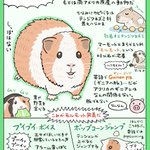 読めばきっと今より詳しくなれる!モルモットのあれこれをイラスト付きで解説したツイートが話題に!