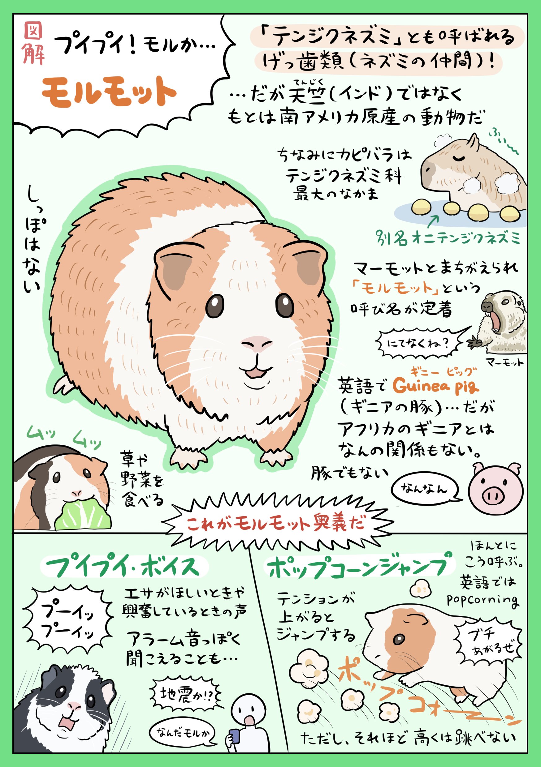 ぬまがさワタリ モルモット図解 ブログはこちら モルモット テンジクネズミ ギニーピッグという呼称のすべてがなんか謎に間違ってるって地味にすごいですね T Co Ano2tuxtbk Twitter