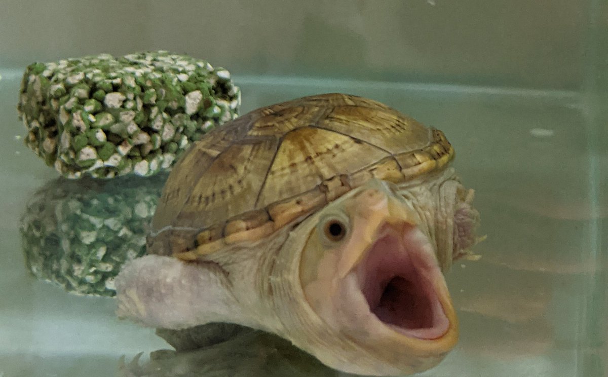 hRBekcC7vvkpvOP クセかもしれませんが、うちの亀はちょくちょくこんな