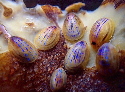 #bluerayedlimpets 💙#underwaterphotography #Cornwall #macro #marinelife