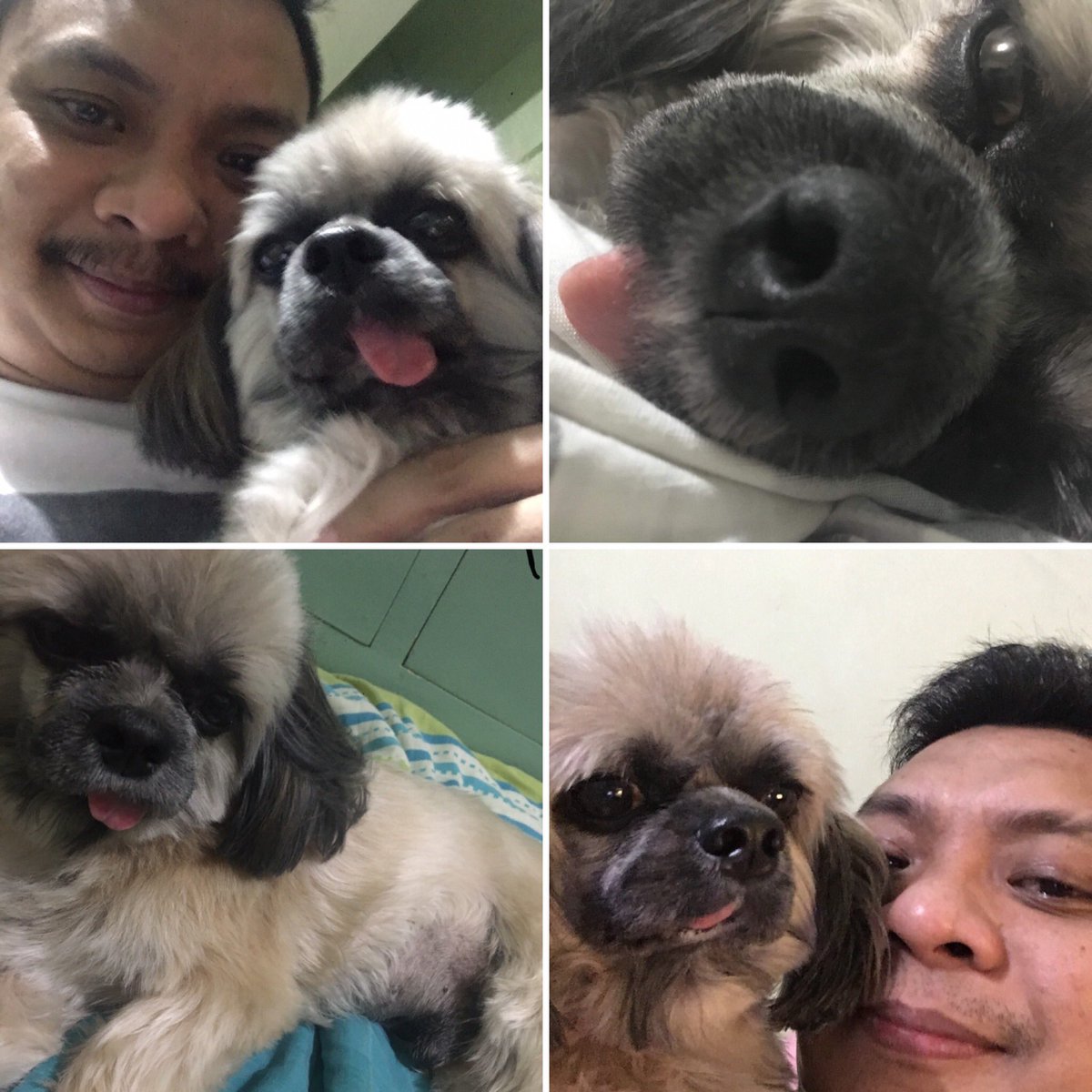 DJMelvinLapera's tweet photo. Happy 6th Birthday, Liam! Daddy loves you always and forever! 🐶❤️ #shihtzu #shihtzuph #shihtzuphilippines #petsofinstagram #dogsoﬁnstagram #petlover #petlovers #petloversph #doglover #doglovers #dogloversph #liam #liamtheshihtzu https://t.co/NRM9eF2J6J