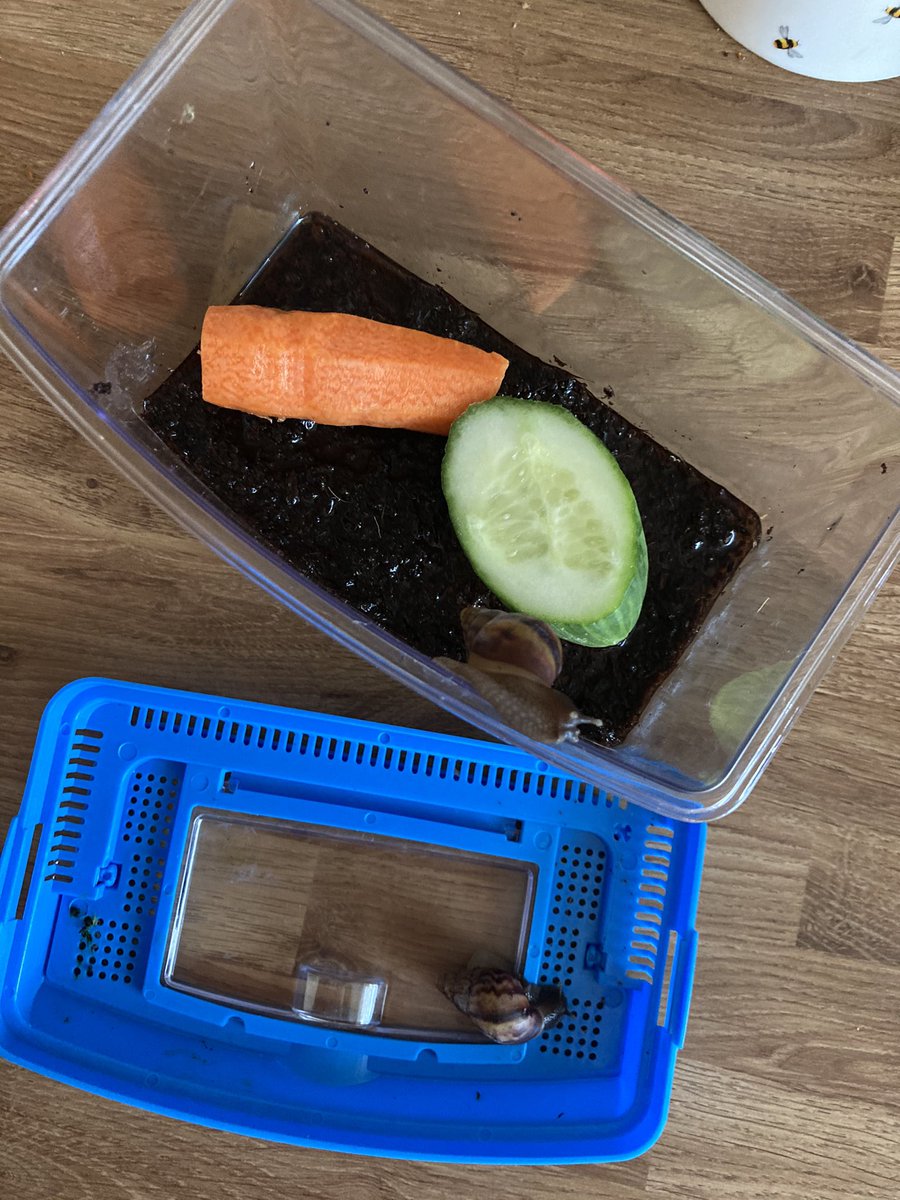MissEHale's tweet photo. This mornings jobs are DONE 🎉 clothes washed, pots done (Jenga) and of course Dasher and Dancer cleaned out and given fresh food!! Our baby giant land sails 🐌😳 #strangepets #lifeskills @school_milton https://t.co/qkLON4VRuK