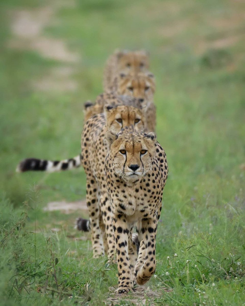 kenyapics's tweet photo. Tano Bora on the prowl in the Maasai Mara. Dream compositions by Vignesh Ramachandran and Usha Harish https://t.co/mLFzoqEsn3