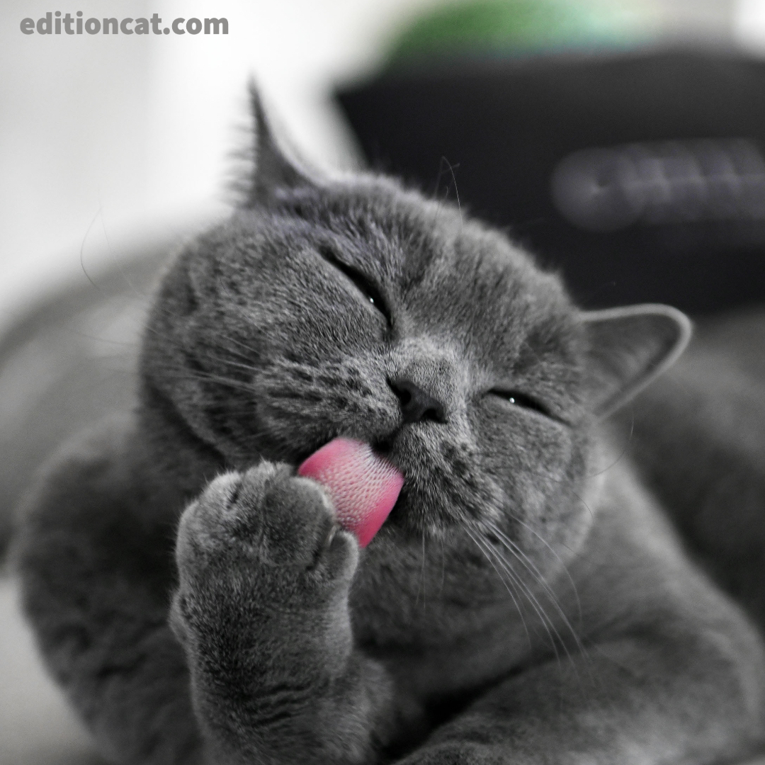Edition Cat Magazine tweet media